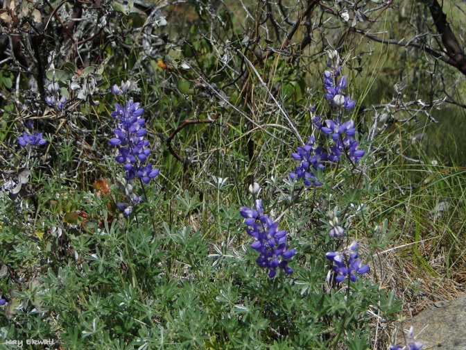 Wild Blue Lupine/Lupinnus perennis 